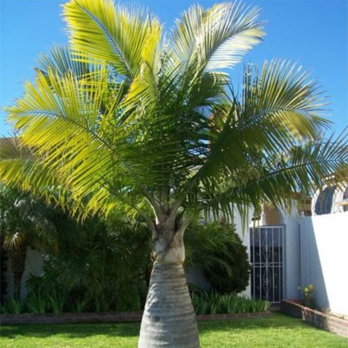 QAUZUY GARDEN 3 Pcs Bottle Palm Hyophorbe Palmiste Gargoulette Seeds Eye-Catching Perennial Tree Non-GMO Heirloom Tree Seeds Striking Accent Focal Plant Specimen