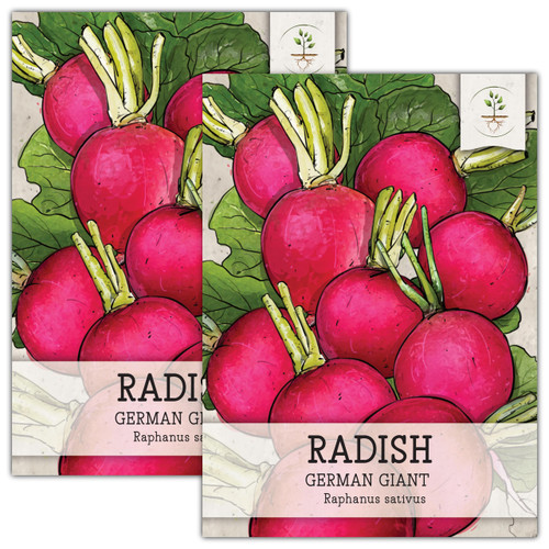 Seed Needs, German Giant Radish Seeds - 500 Heirloom Seeds for Planting Raphanus sativus - Non-GMO Untreated Cool Weather Crop for an Outdoor Garden (2 Packs)