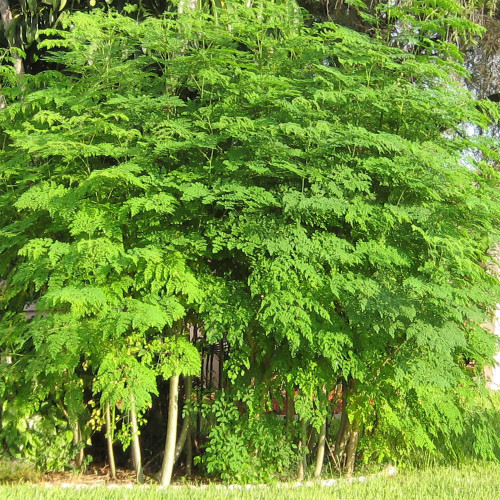 QAUZUY GARDEN Fresh Seeds Moringa Seeds - 1/4 Ounce Heirloom Seeds - Horseradish Miracle Tree Seeds - High Yield & Highly Nutritious - Wonderful Tropical Plant - Easy to Grow