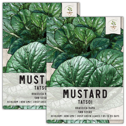 Seed Needs, Tatsoi Mustard Seeds - 500 Heirloom Seeds for Planting Brassica narinosa - Cool Weather Crop to Grow Outdoors, Non-GMO & Untreated (2 Packs)