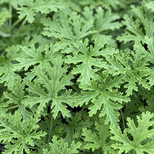 1500 Citronella Plant Seeds Non-GMO Mosquito Plant Seeds- Citronella Plant Seeds Home Heirloom Garden Perennial Plant Seeds for Planting 1500 Citronella Plant Seeds Non-GMO Mosquito Plant Seeds- Citronella Plant Seeds Home Heirloom Garden Perennial Plant Seeds for Planting