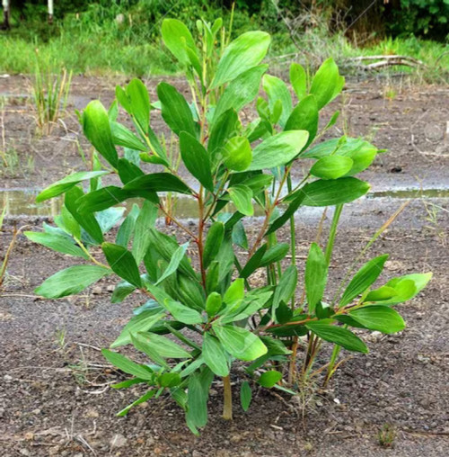 CHUXAY GARDEN 10 Seeds Acacia Mangium Seed,Black Wattle,Hickory Wattle, Forest Mangrove Tall Deciduous Tree Striking Landscaping Plant Low-Maintenance CHUXAY GARDEN 10 Seeds Acacia Mangium Seed,Black Wattle,Hickory Wattle, Forest Mangrove Tall Deciduous Tree Striking Landscaping Plant Low-Maintenance