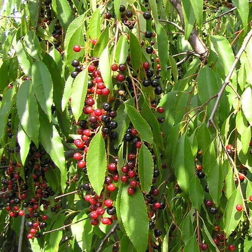 North America Black Cherry Tree Seeds, Prunus serotina Tree Seeds, Black Cherry Produces Fragrant Flowers (300 Seeds) North America Black Cherry Tree Seeds, Prunus serotina Tree Seeds, Black Cherry Produces Fragrant Flowers (300 Seeds)