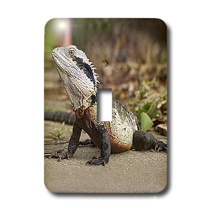 3dRose lsp_4146_1 Water Dragon Single Toggle Switch