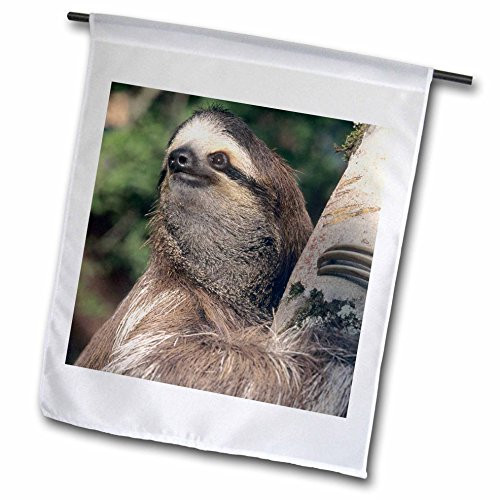 3dRose fl_87216_1 Three-Toed Sloth Wildlife, Costa Rica-Sa22 Ksc0126-Kevin Schafer Garden Flag, 12 by 18-Inch