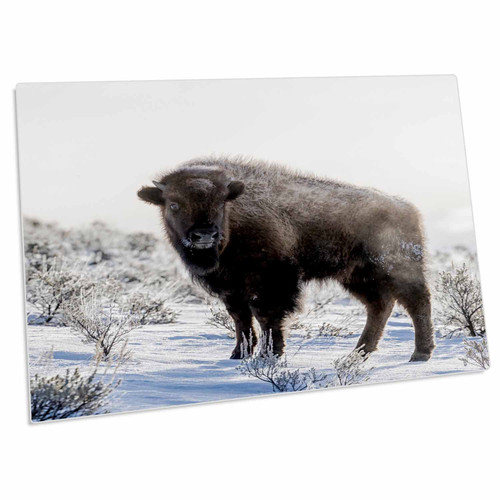 3dRose WY, Yellowstone NP. American Bison Standing in The sage... - Desk Pad Place Mats (dpd-333274-1)