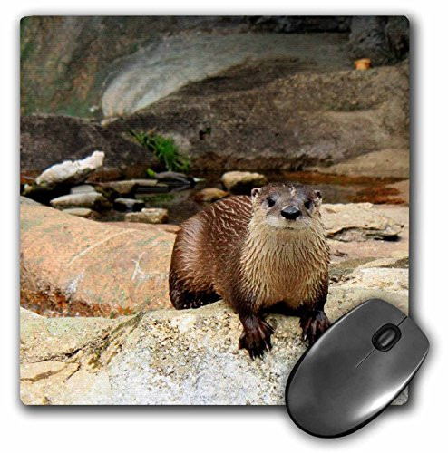 3dRose LLC 8 x 8 x 0.25 Inches Mouse Pad, an Otter Staring Straight Ahead Looking at You (mp_63342_1)