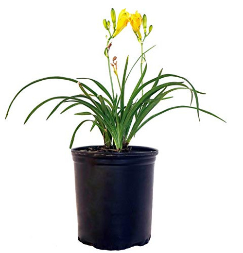 Hemerocallis 'Stella D'Oro' (Daylily) Perennial, yellow flowers, 1 - Size Container