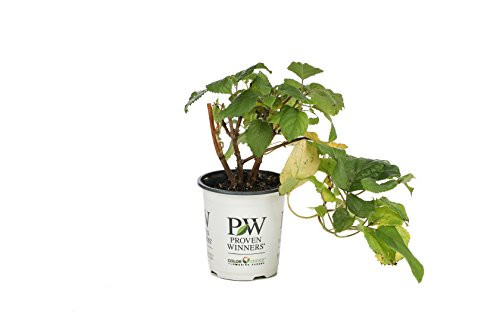 Invincibelle Spirit II Smooth Hydrangea, Live Shrub, Pink Flowers, 4.5 in. Quart