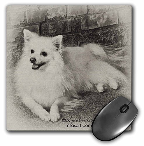 3dRose LLC 8 x 8 x 0.25 Inches American Eskimo Dog Mouse Pad (mp_4631_1)