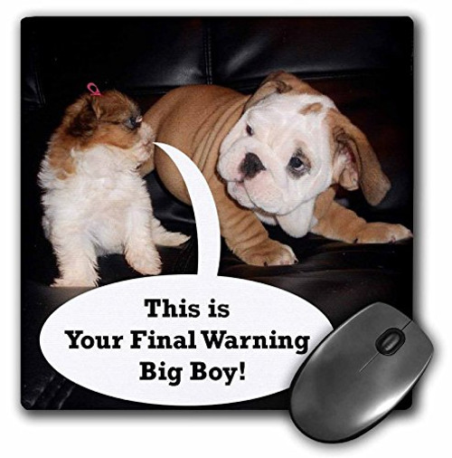 3dRose LLC 8 x 8 x 0.25 Inches Mouse Pad, English Bulldog and Shih Tzu Puppies (mp_40637_1) 3dRose LLC 8 x 8 x 0.25 Inches Mouse Pad, English Bulldog and Shih Tzu Puppies (mp_40637_1)