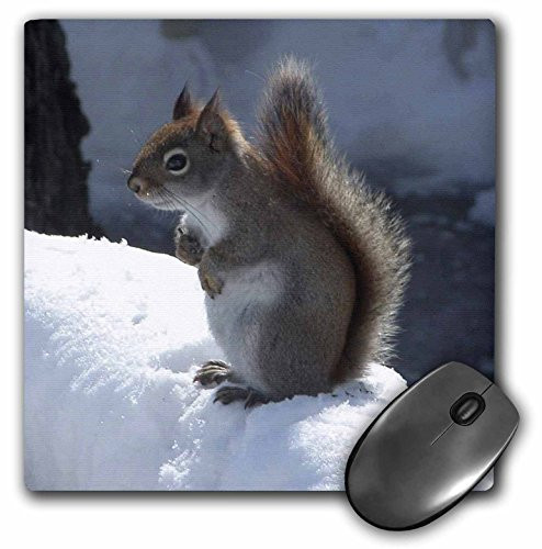 3dRose LLC 8 x 8 x 0.25 Inches Red Squirrel in The Snow Mouse Pad (mp_12333_1)