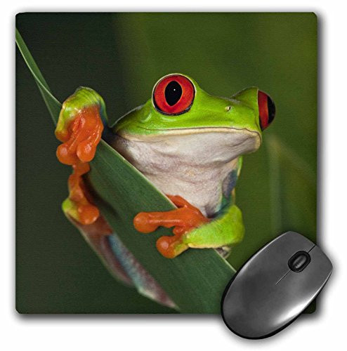 3dRose LLC 8 x 8 x 0.25 Inches Mouse Pad, Adam Jones (mp_83654_1)