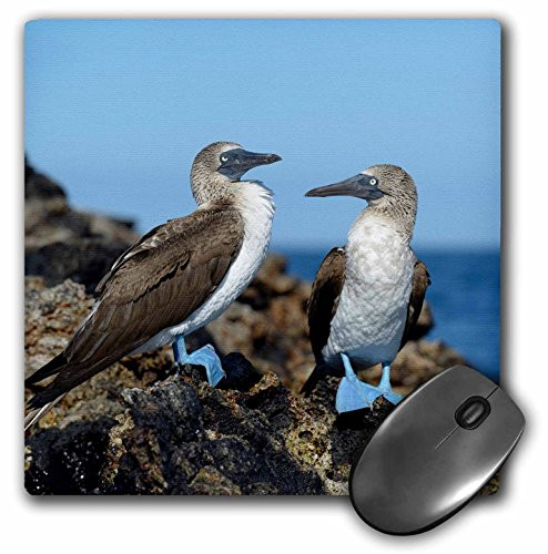 3dRose Ecuador, Galapagos Islands, Isabela Island, Blue-Footed Booby - Mouse Pad, 8 by 8" (mp_207624_1)