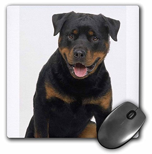 3dRose LLC 8 x 8 x 0.25 Inches Rottweiler Mouse Pad (mp_4379_1) 3dRose LLC 8 x 8 x 0.25 Inches Rottweiler Mouse Pad (mp_4379_1)