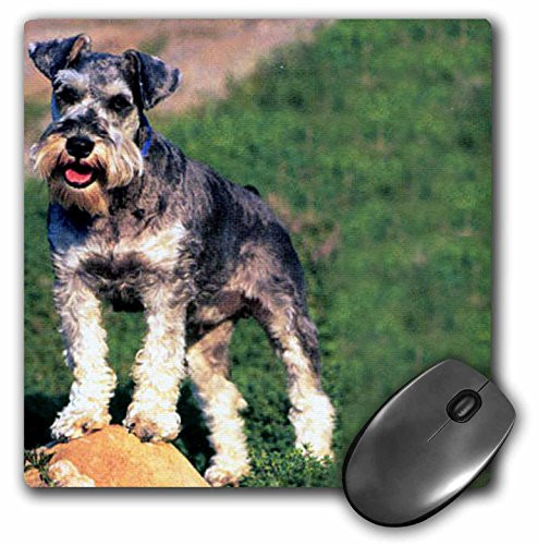 3dRose LLC 8 x 8 x 0.25 Inches Mouse Pad, Schnauzer (mp_259_1)