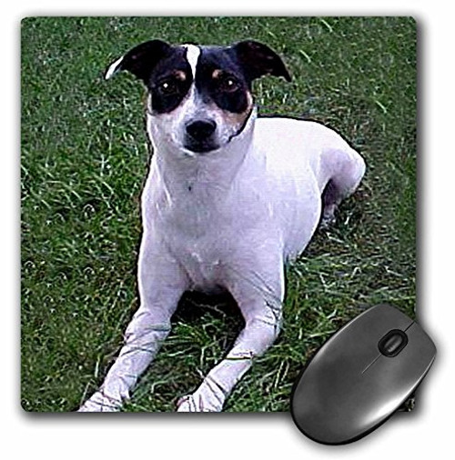 3dRose LLC 8 x 8 x 0.25 Inches Mouse Pad, Rat Terrier (mp_791_1) 3dRose LLC 8 x 8 x 0.25 Inches Mouse Pad, Rat Terrier (mp_791_1)