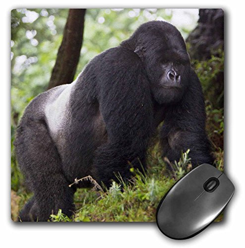 3dRose LLC 8 x 8 x 0.25 Inches Mouse Pad, Ralph H. Bendjebar (mp_72421_1)