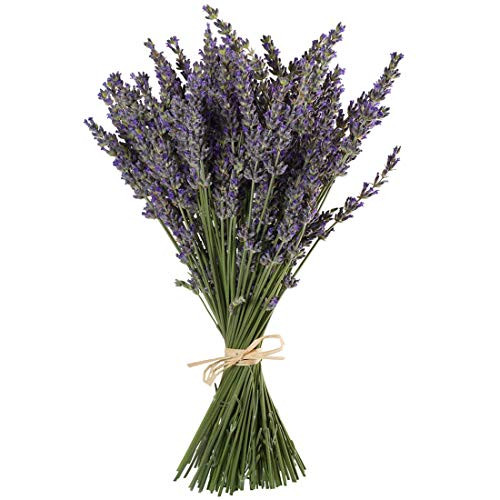 TooGet Natural Lavender Bundles, Freshly Harvested 100 Stems Dried Lavender Bunch 16" - 18" Long, Decorative Flowers Bouquet for Home Decor, Crafts, Gift, Wedding or Any Occasion