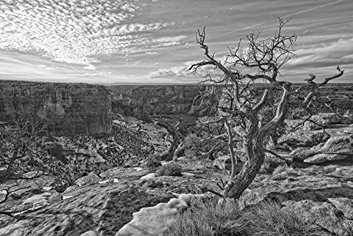 Posterazzi Black And White Image Of Tree On The Rim On Canyon De Chelley Arizona. Poster Print (17 x 11)