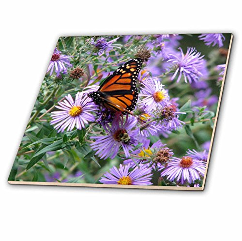 3dRose ct_27269_1 Butterfly Flowers Monarch Orange Purple-Ceramic Tile, 4-Inch
