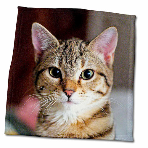 3dRose Hello Kitty - Animal, moggie, Tabbies, Tabby cat, cat, Cats, Cute - Towels (twl-46669-3) 3dRose Hello Kitty - Animal, moggie, Tabbies, Tabby cat, cat, Cats, Cute - Towels (twl-46669-3)