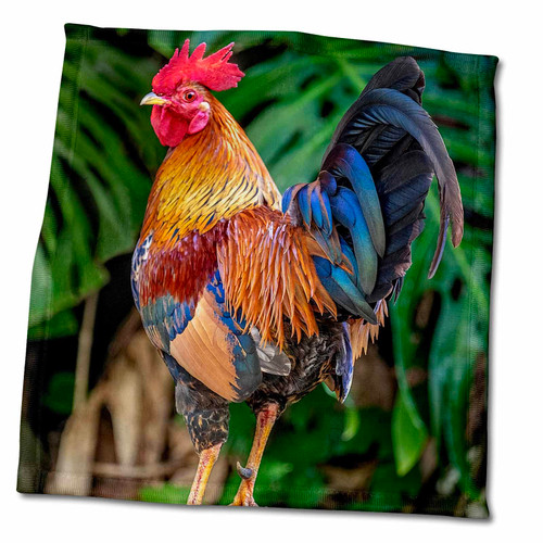 3dRose Danita Delimont - Chickens - Feral Rooster, Kauai, Hawaii, USA. - Towels (twl-346510-3) 3dRose Danita Delimont - Chickens - Feral Rooster, Kauai, Hawaii, USA. - Towels (twl-346510-3)