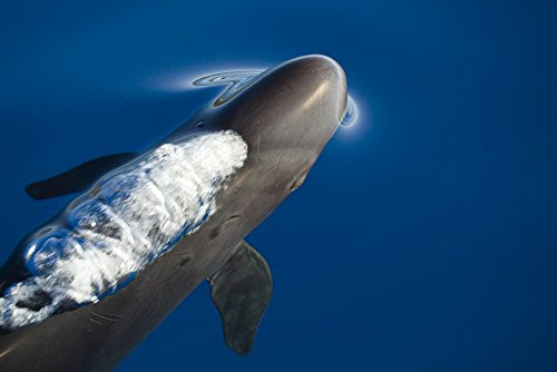 Posterazzi Poster Print Collection a False Killer Whale Exhales As It Breaks the Surface Off Maui Hawaii Vwpics/Stocktrek Images, (17 x 11), Multicolored Posterazzi Poster Print Collection a False Killer Whale Exhales As It Breaks the Surface Off Maui Hawaii Vwpics/Stocktrek Images, (17 x 11), Multicolored
