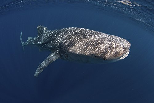 Posterazzi A Whale Shark Swimming Freely in The Clear Waters of Sogod Bay Philippines. Poster Print by VWPics/Stocktrek Images (17 x 11) Varies Posterazzi A Whale Shark Swimming Freely in The Clear Waters of Sogod Bay Philippines. Poster Print by VWPics/Stocktrek Images (17 x 11) Varies