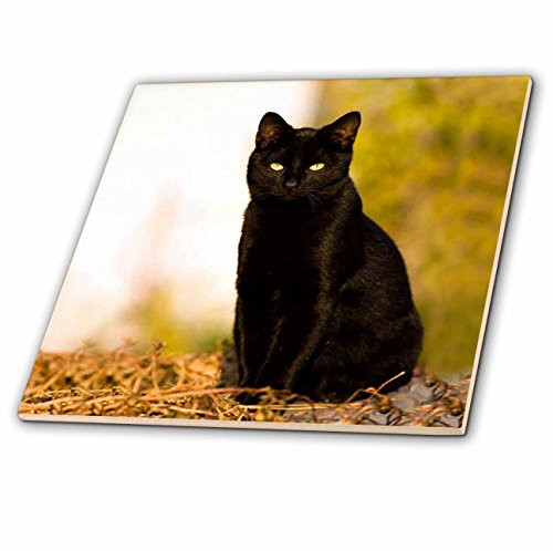 3dRose Cats - Black Cat - 4 Inch Ceramic Tile (ct_3163_1)