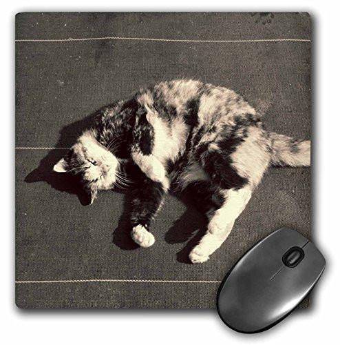3dRose LLC 8 x 8 x 0.25 Inches Mouse Pad, Calico Cat on Side (mp_156310_1)