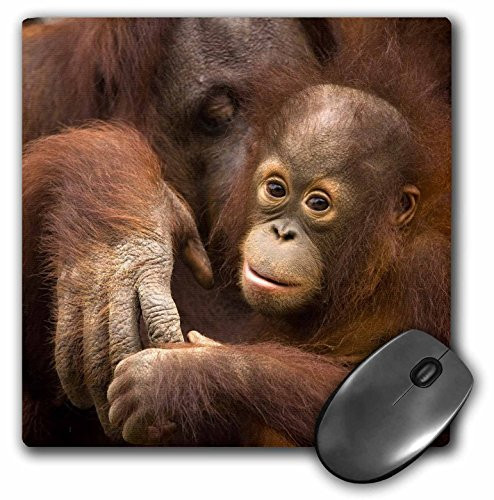 3dRose LLC 8 x 8 x 0.25 Inches Mouse Pad, Florida Pensacola Orangutans at Zoo Joanne Wells (mp_89195_1)