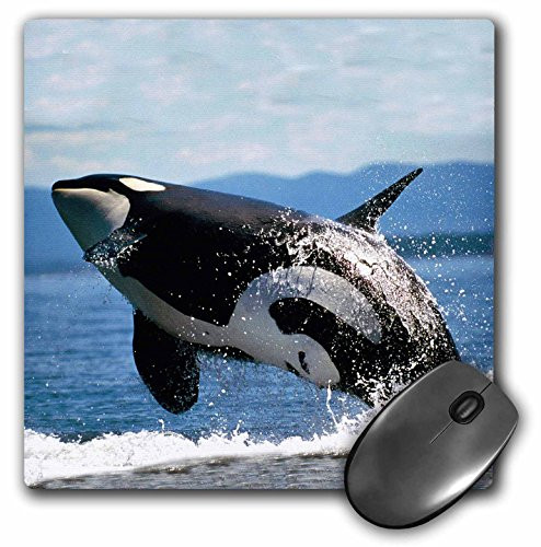 3dRose LLC 8 x 8 x 0.25 Inches Mouse Pad, Killer Whale Airbourne (mp_2545_1)