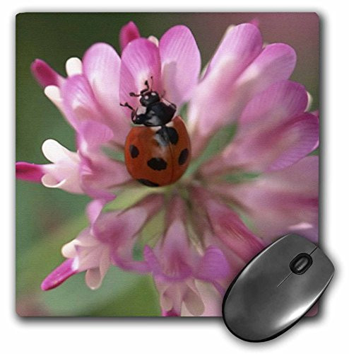 3dRose LLC 8 x 8 x 0.25 Inches Mouse Pad, Lady Bug (mp_21197_1)