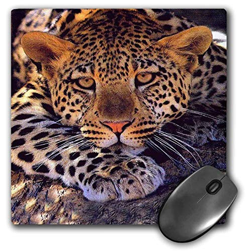 3dRose LLC 8 x 8 x 0.25 Inches Mouse Pad, Leopard (mp_512_1)