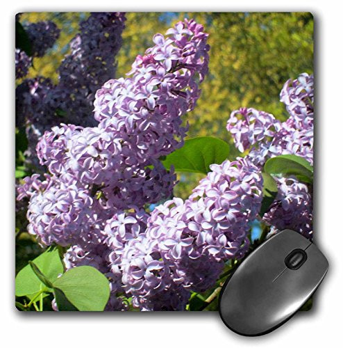 3dRose LLC 8 x 8 x 0.25 Inches Mouse Pad, Lovely Lilacs in Bright Sunshine (mp_17952_1)