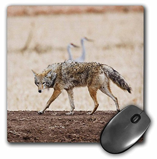 3dRose LLC 8 x 8 x 0.25 Inches Mouse Pad, Coyote Wildlife, Larry Ditto (mp_92854_1) 3dRose LLC 8 x 8 x 0.25 Inches Mouse Pad, Coyote Wildlife, Larry Ditto (mp_92854_1)