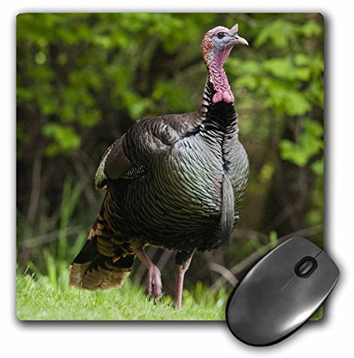 3dRose LLC 8 x 8 x 0.25 Inches Mouse Pad, Oregon, Monmouth, Turkey Wildlife, Rick A. Brown (mp_93939_1)