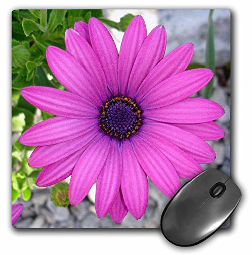 3dRose LLC 8 x 8 x 0.25 Inches Pink Daisy Mouse Pad (mp_16947_1)