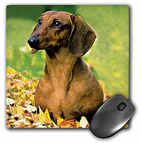 3dRose LLC 8 x 8 x 0.25 Inches Mouse Pad, Smooth Dachshund (mp_748_1)