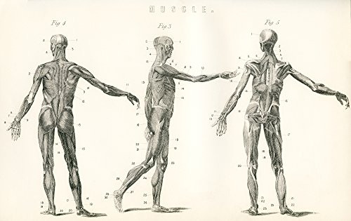 Posterazzi Anatomical Study of Muscle in The Human Body. from The National Encyclopaedia published c.1890. Poster Print, (17 x 11)