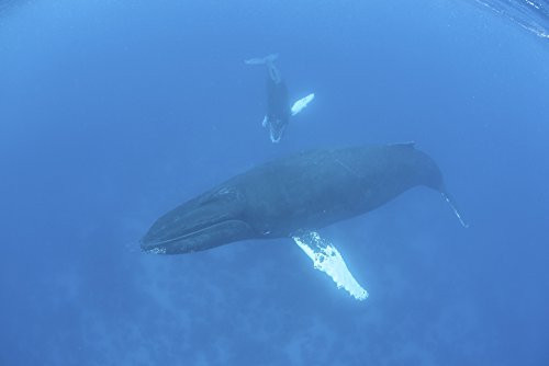 Posterazzi Humpback whales (Megaptera novaengliae) swim in the clear waters of the Caribbean Sea Poster Print (17 x 11) Posterazzi Humpback whales (Megaptera novaengliae) swim in the clear waters of the Caribbean Sea Poster Print (17 x 11)
