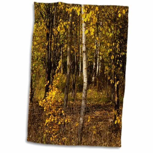 3dRose Yellow Aspen Trees in The Forest on a Sunny Autumn Day - Towels (twl-327922-1)