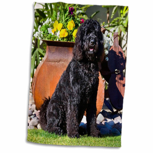 3dRose USA, California. Labradoodle Sitting in Front of a Flower Pot. - Towels (twl-192294-1)