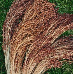 Sorghum Broom Corn Red Head 1,000 Seeds