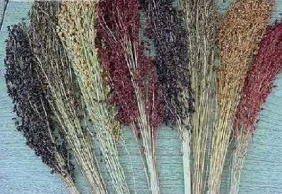 Sorghum Broom Corn Primero Mix 500 Seeds