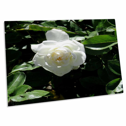 3dRose A White Rose on a Bush of Green Standing Out on her own - Desk Pad Place Mats (dpd-255923-1) 3dRose A White Rose on a Bush of Green Standing Out on her own - Desk Pad Place Mats (dpd-255923-1)