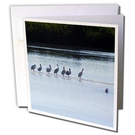 3dRose White Pelicans Gather - Greeting Cards, 6 x 6 inches, set of 6 (gc_8019_1)