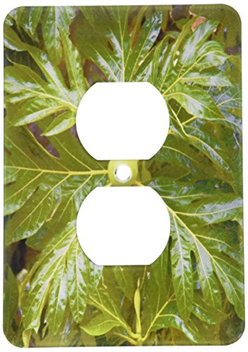 3dRose lsp_85048_6 Breadfruit Tree, Moorea, French Polynesia - Oc13 Dpb0078 - Douglas Peebles - 2 Plug Outlet Cover