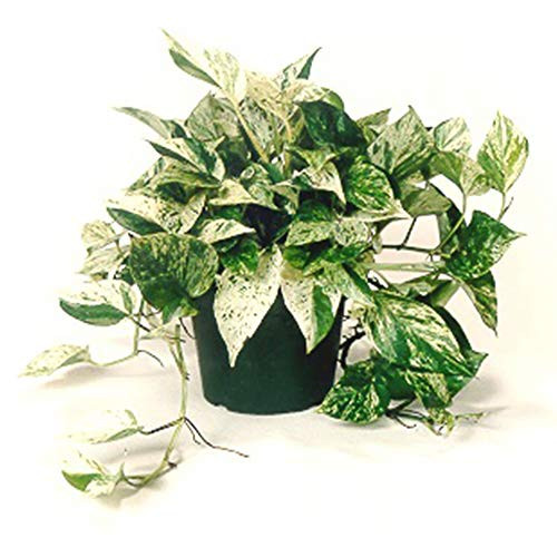 AMERICAN PLANT EXCHANGE Marble Queen Pothos Indoor/Outdoor Air Purifier Live Plant, 6" 1 Gallon Pot,